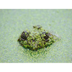 Synergistic Granite Coat fr-FR